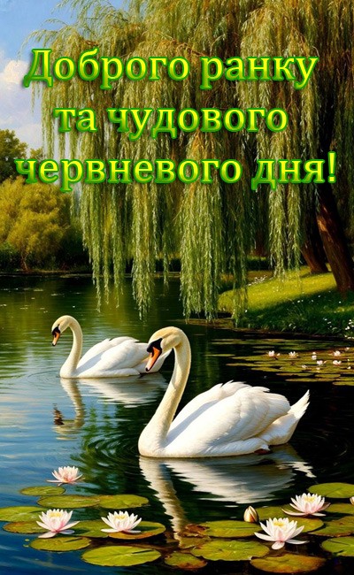картинка з лебедями і побажанням гарного червневого дня